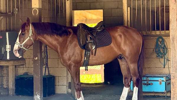english-pleasure-quarter-horse