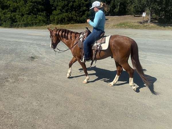equitation-quarter-horse