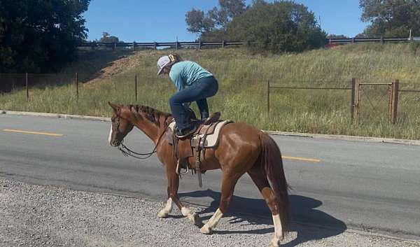 eventing-quarter-horse