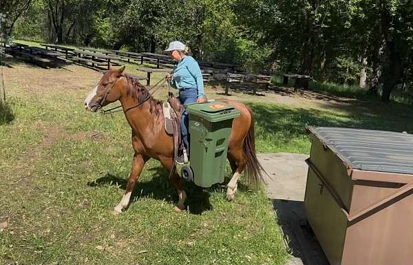 experienced-quarter-horse
