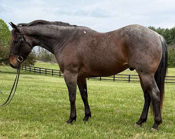 bay-roan-quarter-pony-gelding