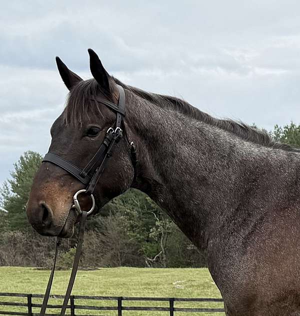 bay-roan-gelding-for-sale