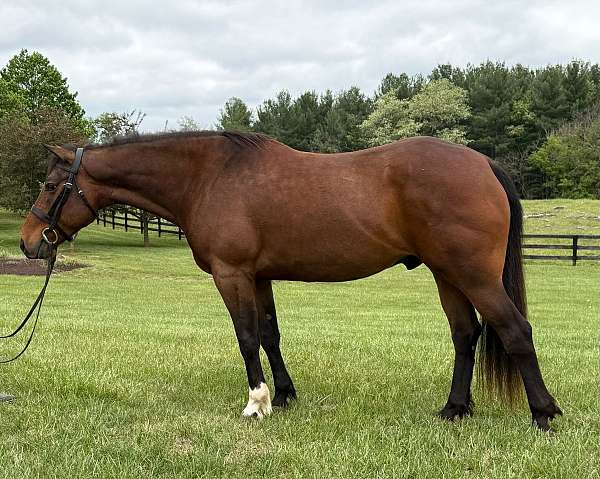 all-around-quarter-pony