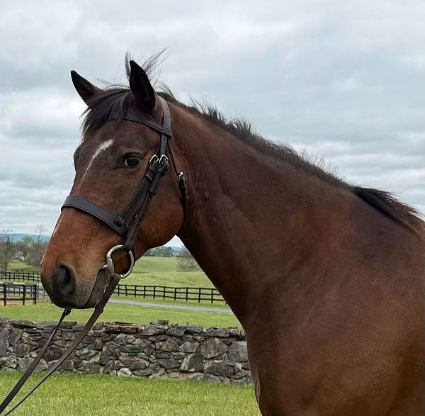 bay-quarter-pony-gelding