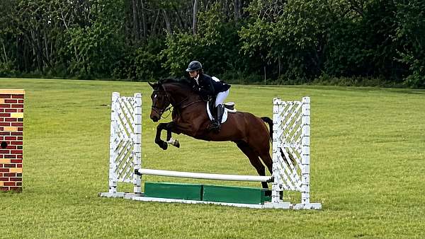 bay-all-around-pony