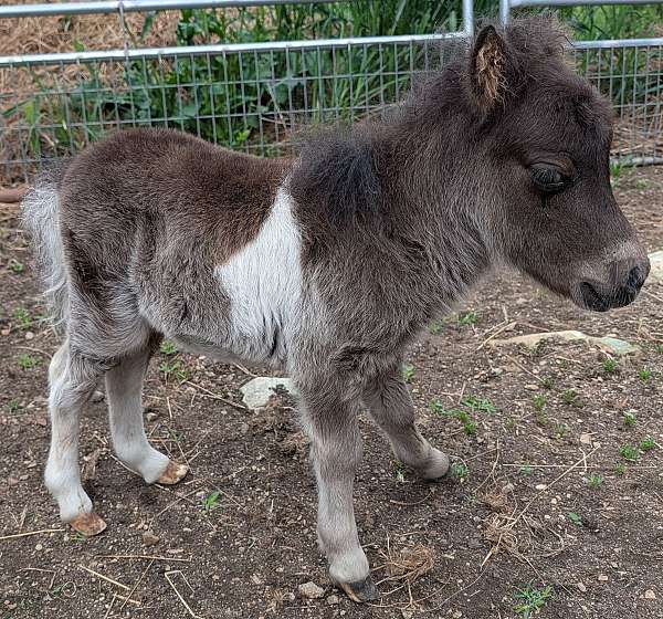 pony-colt