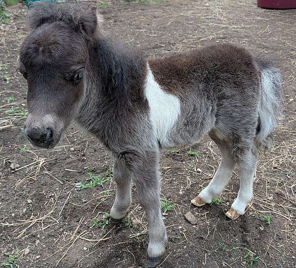 pony-for-sale
