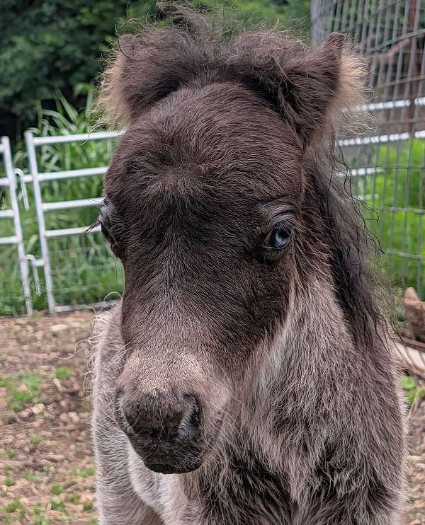 pony