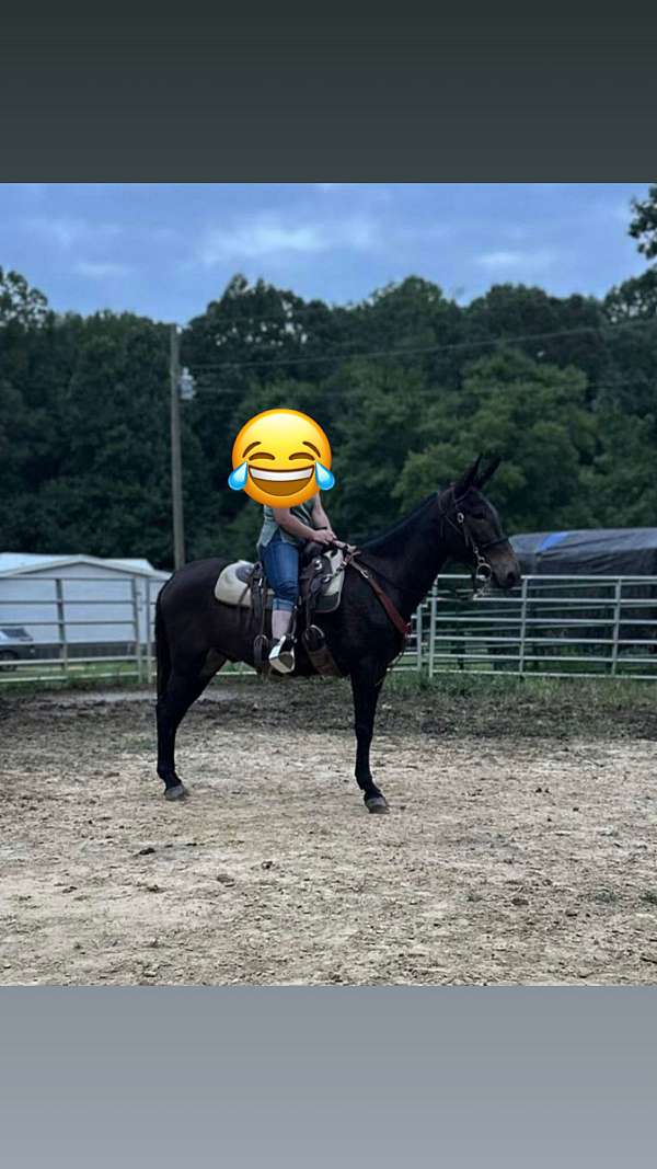 mule-for-sale