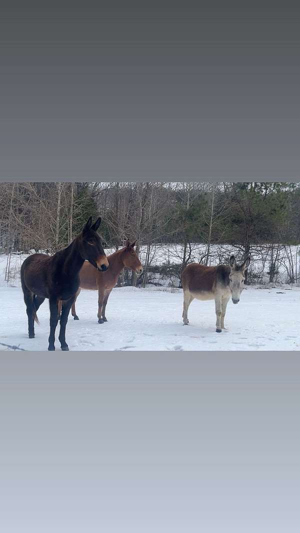 mule