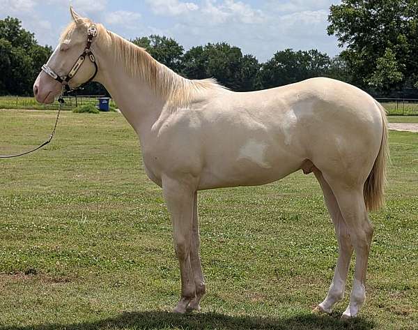white-spots-on-his-sides-horse