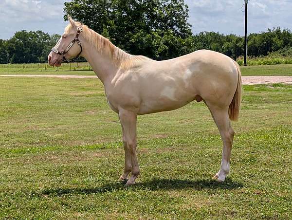 cremello-white-spots-on-his-sides-horse