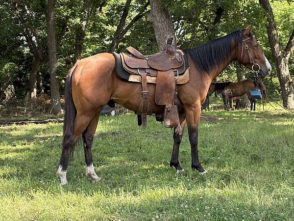 bay-barrel-horse