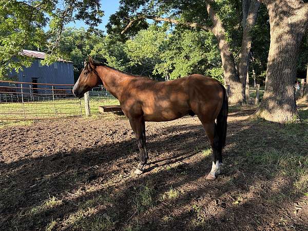 pretty-bay-gelding-horse