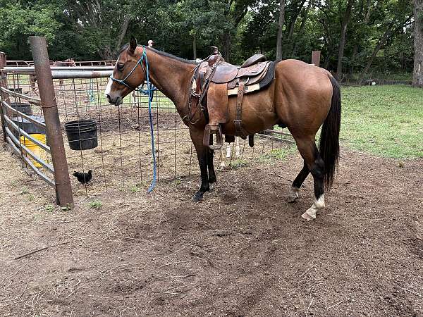 pretty-bay-gelding