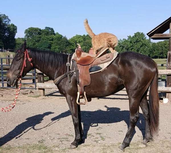 thoroughbred-filly