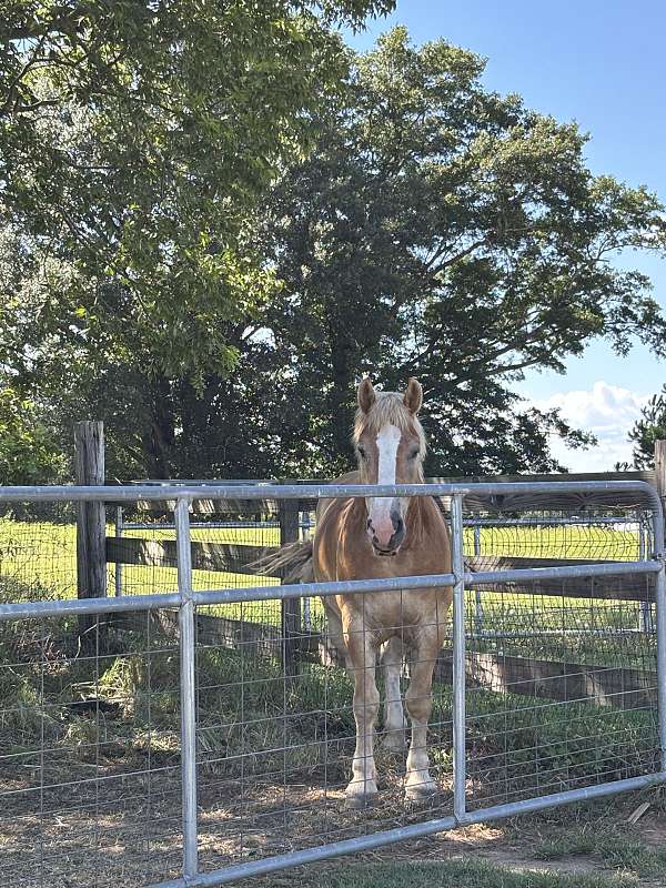 6-yr-old-horse-haflinger