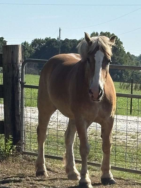 6-yr-old-horse