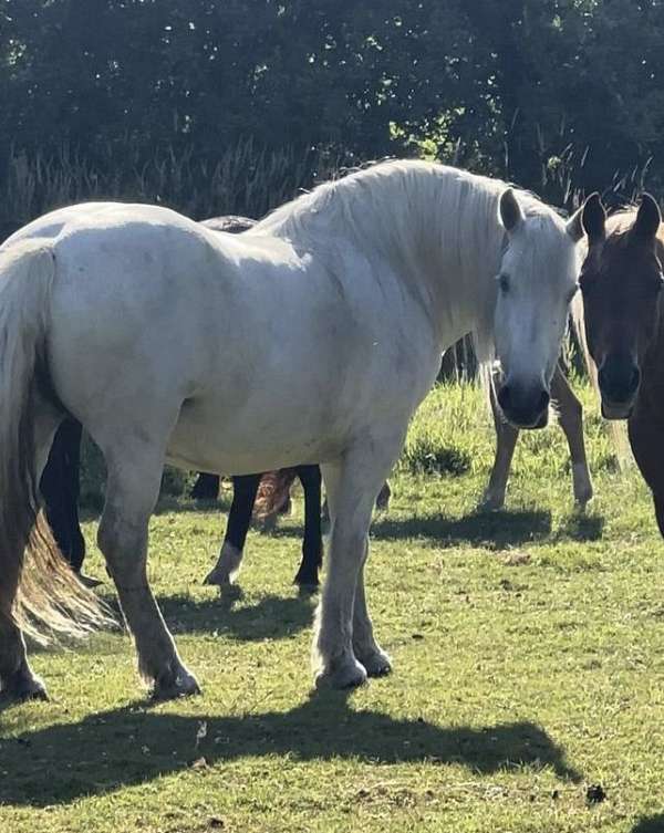 academy-draft-horse