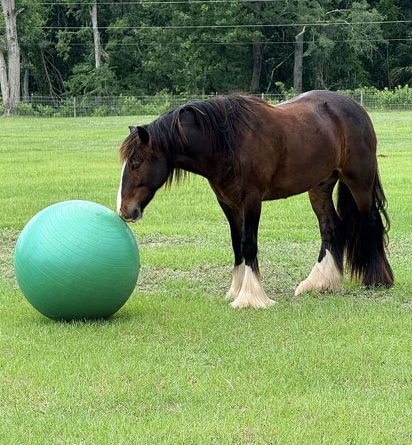 there-white-socks-a-blaze-horse