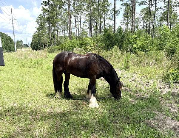 bay-there-white-socks-a-blaze-horse