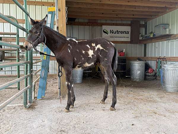 mule-colt