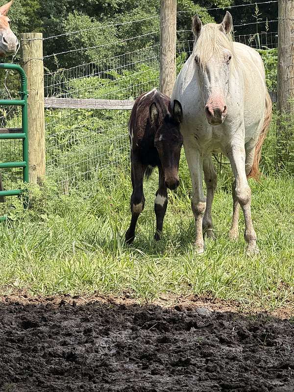 mule-for-sale