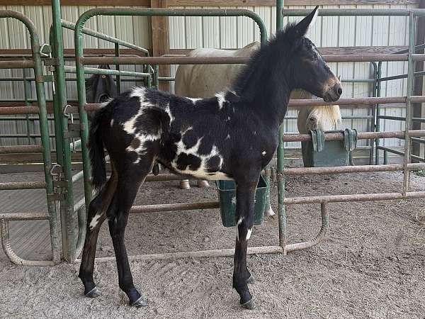 mule