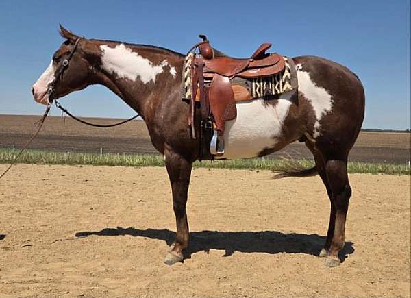 all-around-paint-horse