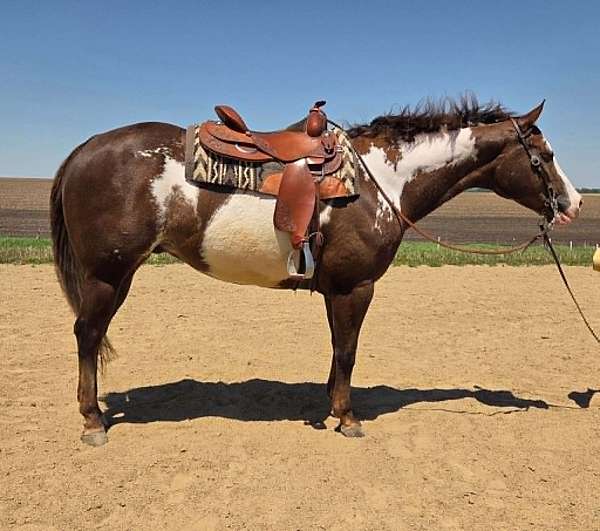 athletic-paint-horse