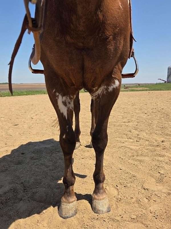 endurance-paint-horse