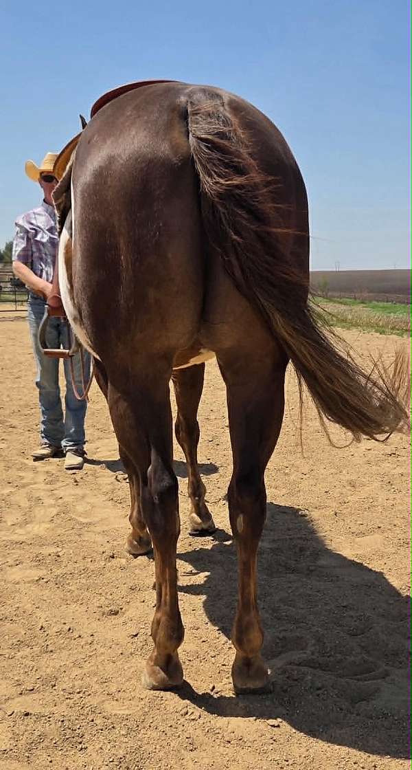 experienced-paint-horse