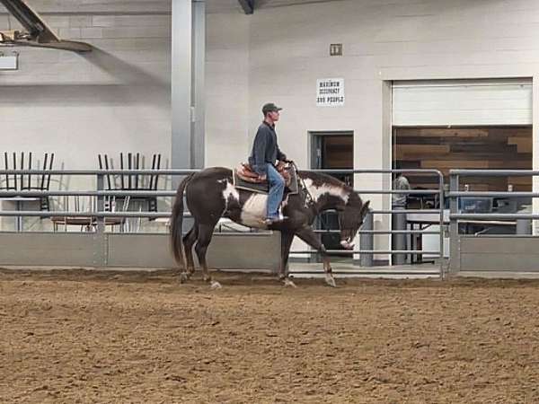 ridden-western-paint-horse