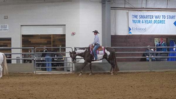show-paint-horse