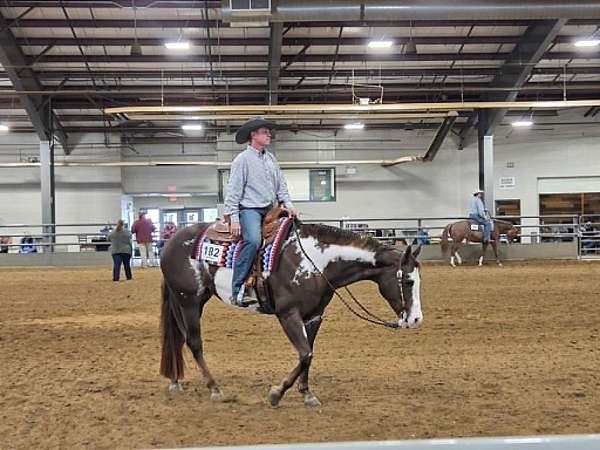 show-experience-paint-horse