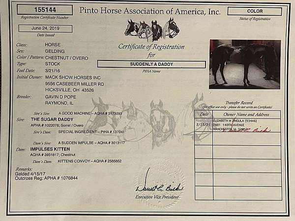 show-winner-paint-horse
