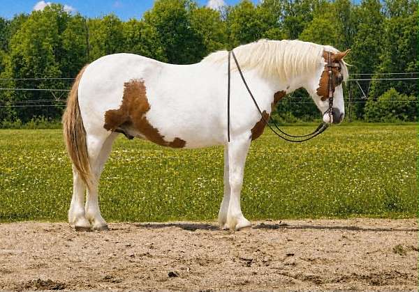 all-around-gypsy-vanner-horse