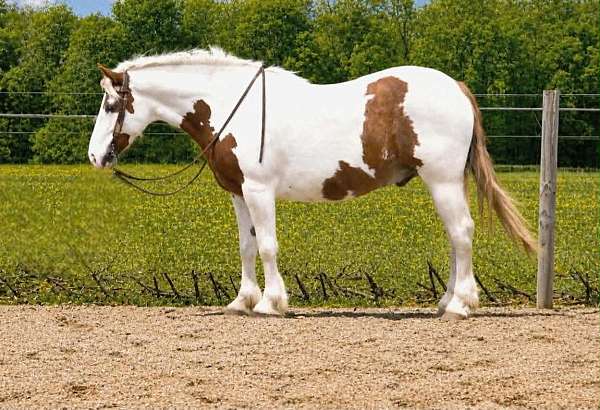athletic-gypsy-vanner-horse
