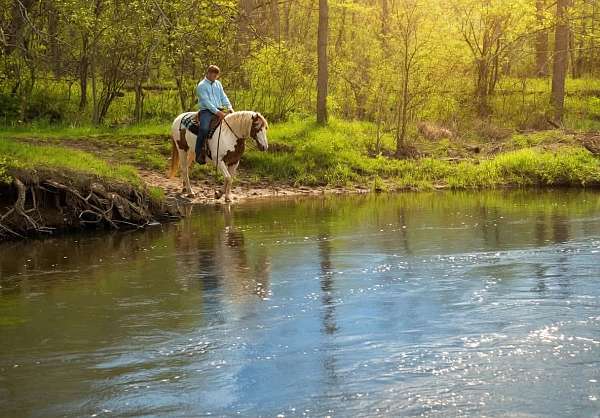 beginner-gypsy-vanner-horse