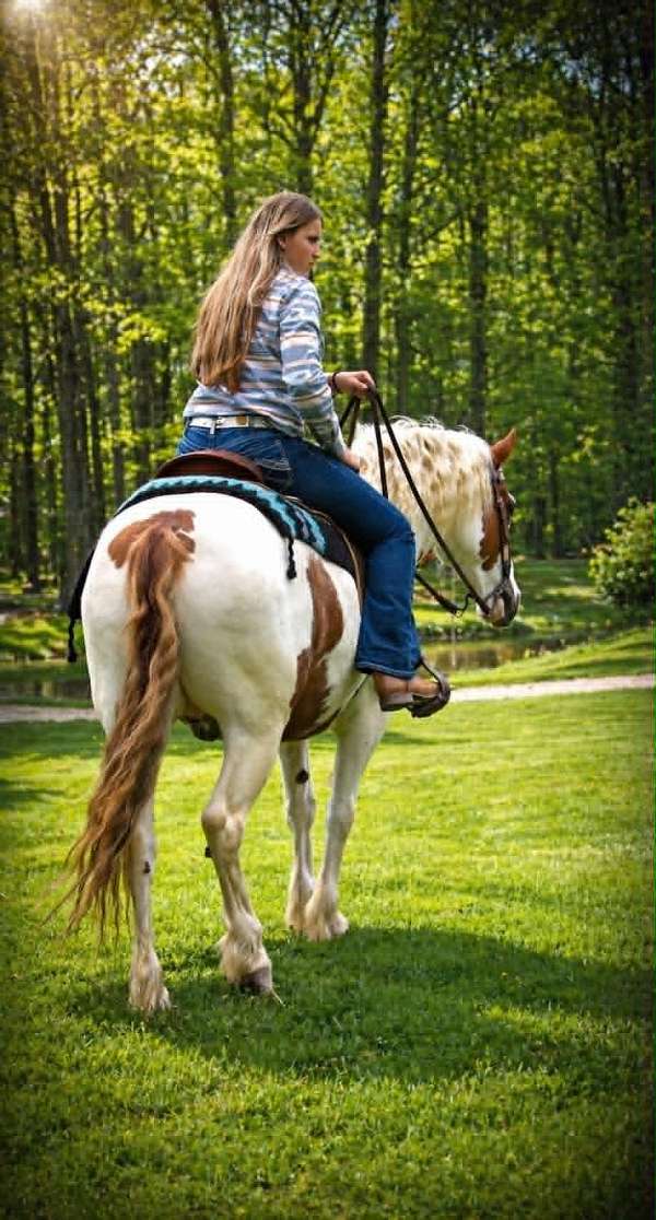 husband-safe-gypsy-vanner-horse