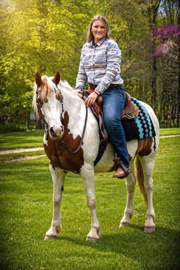 parade-gypsy-vanner-horse