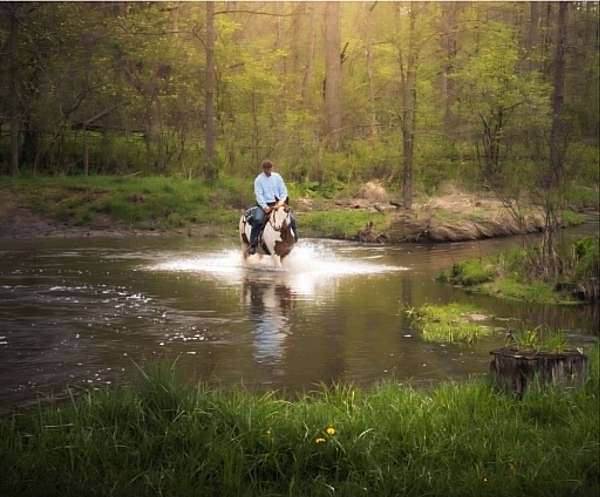 playday-gypsy-vanner-horse