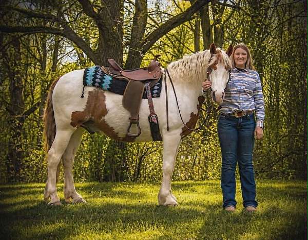 pony-club-gypsy-vanner-horse