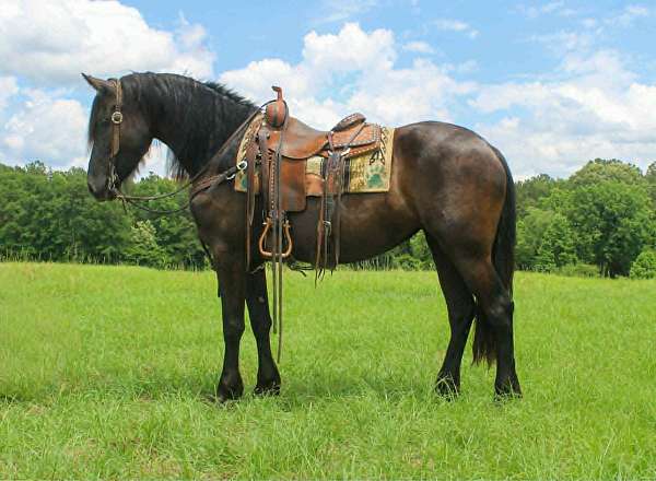 ebony-friesian-horse