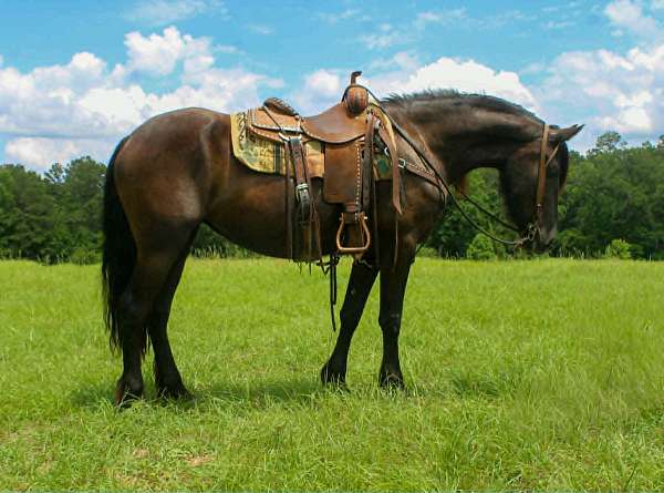 great-prospect-friesian-horse