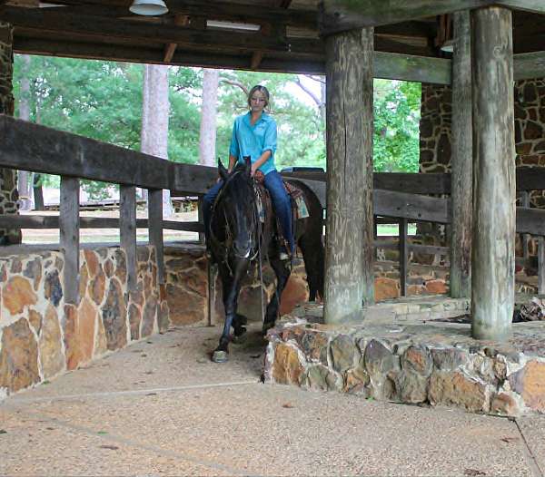 all-around-friesian-horse