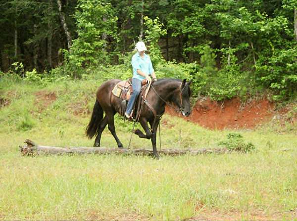 all-friesian-horse