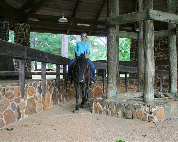 all-around-prospect-friesian-horse