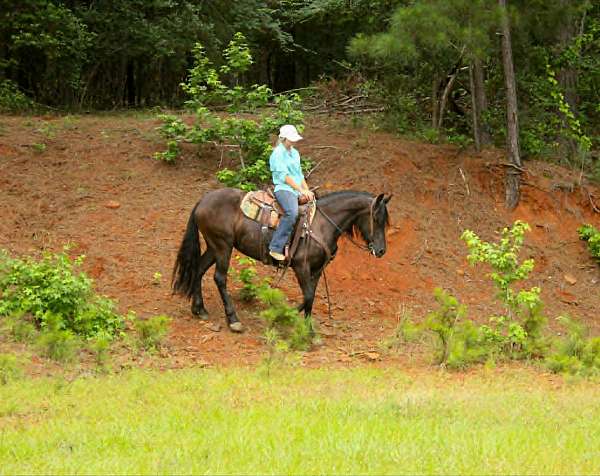 arena-friesian-horse