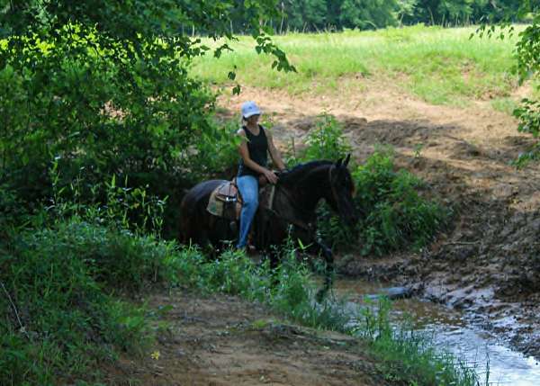 around-friesian-horse